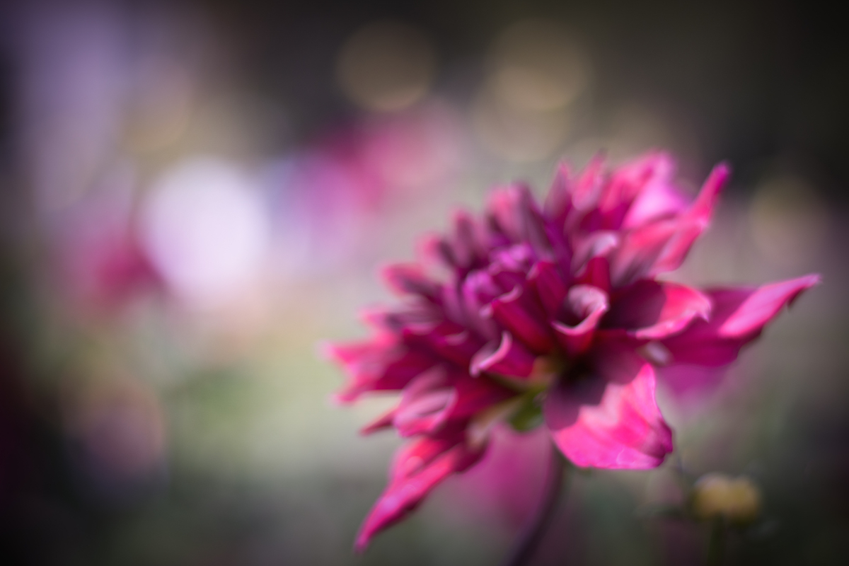 The Colours That Remain