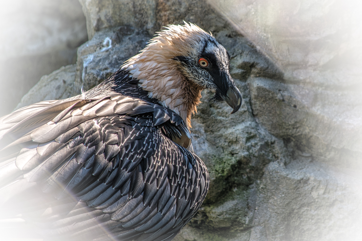 The Vulture's Looking Back