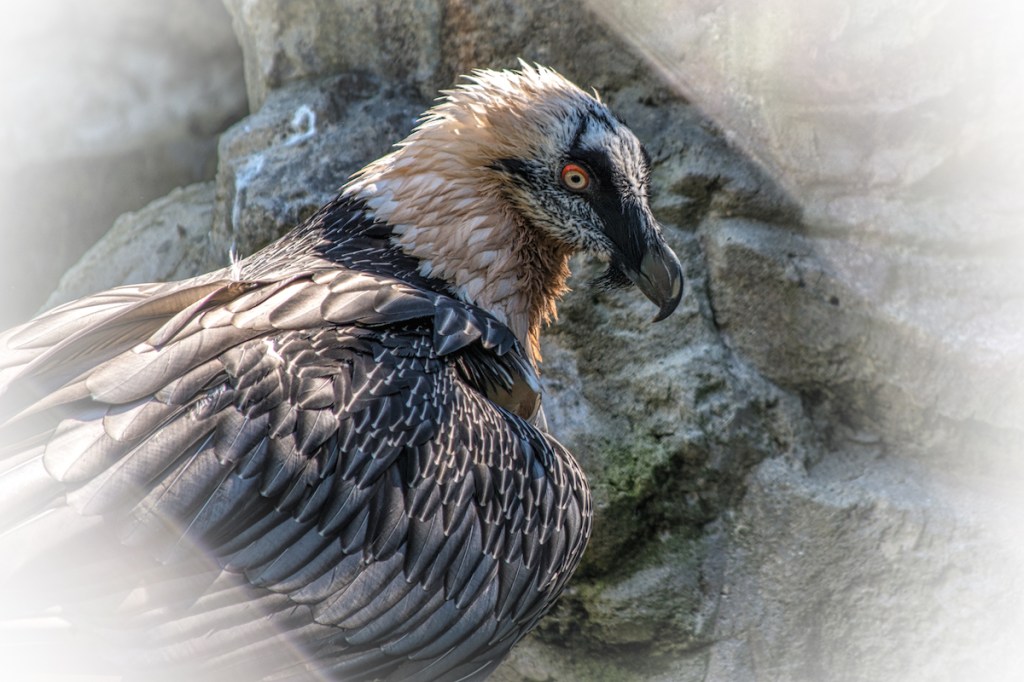 The Vulture’s Looking&nbsp;Back