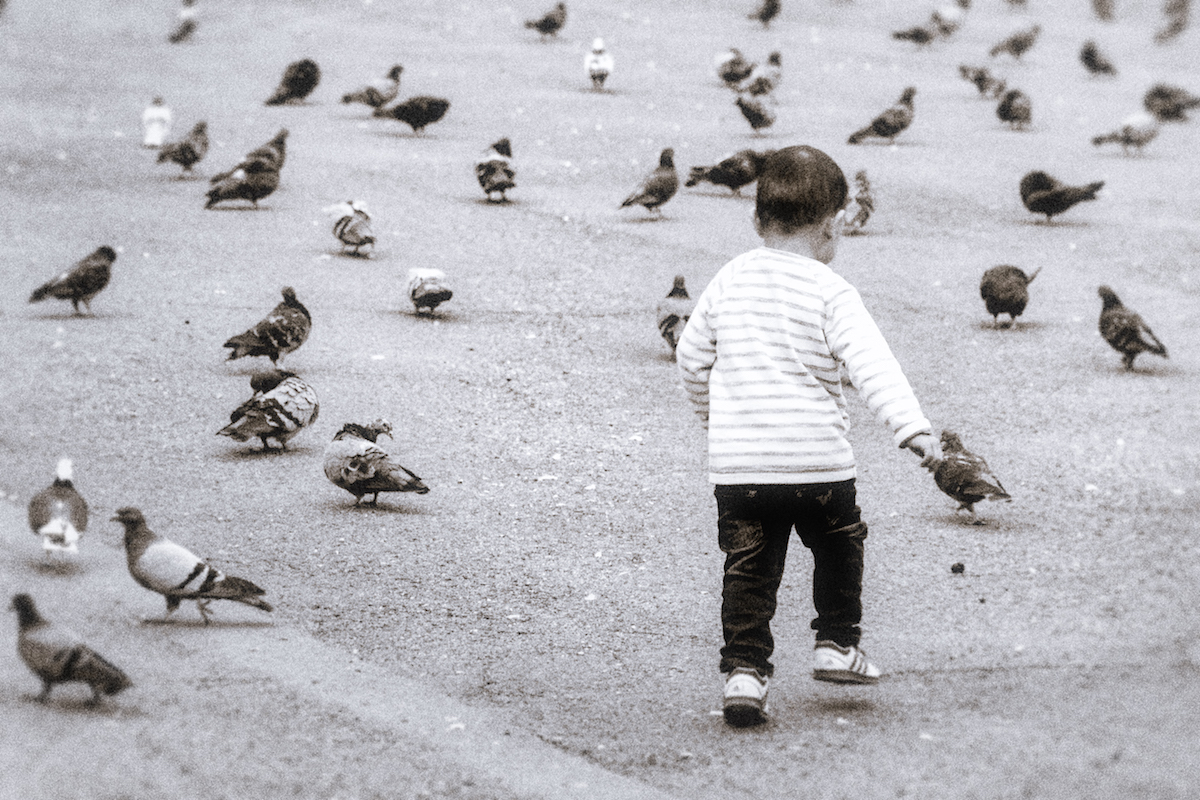 All The Pretty Little Birdies