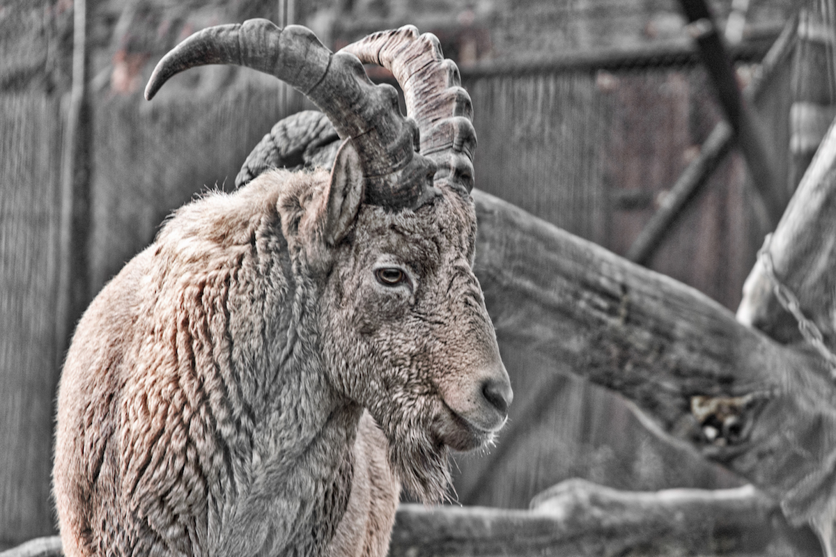 A Mountain Goat In The Valley