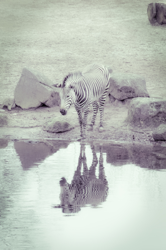 checking_the_make-up-rabirius