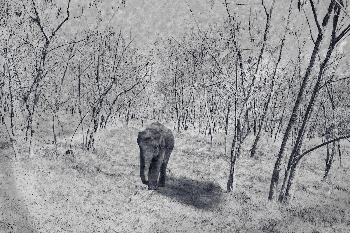 Lost Little Elephant