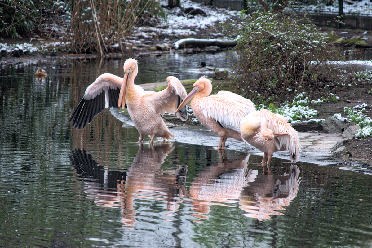 Preparing For The Beauty Contest