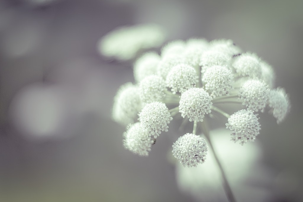 White Umbels Of&nbsp;Flowers
