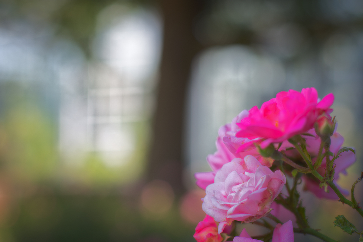 Dressed Up For Spring