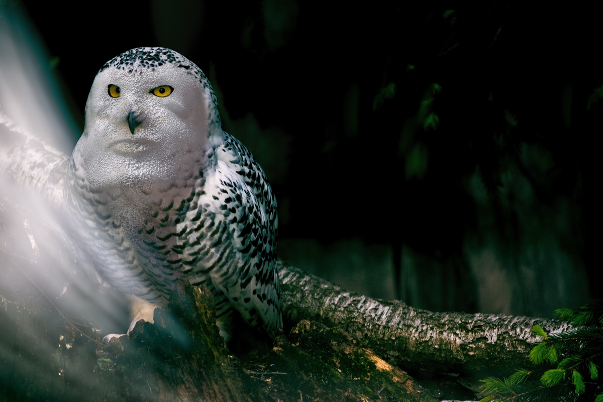 The Owls Are Not What They Seem