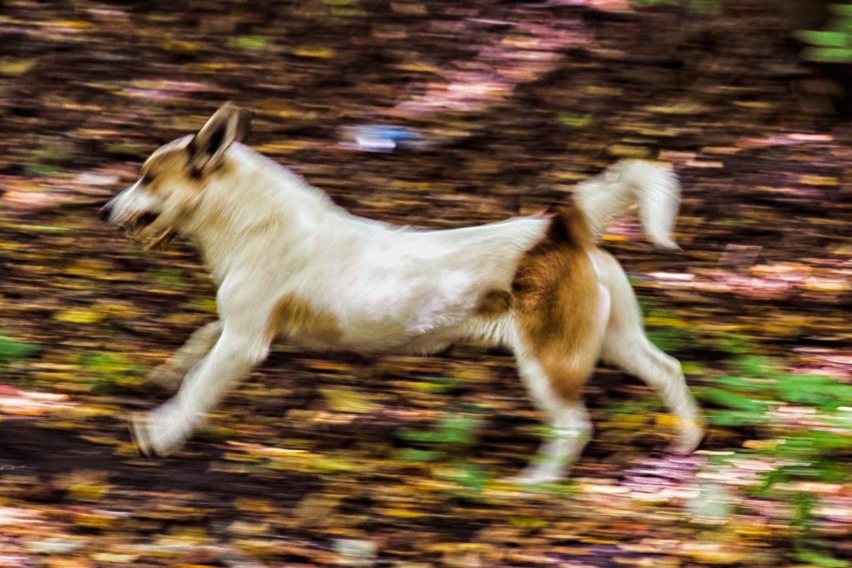 Running Dog