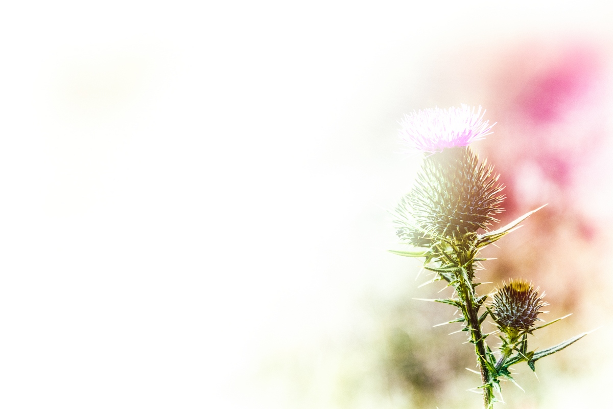 Your Thorns Will Lock With Mine