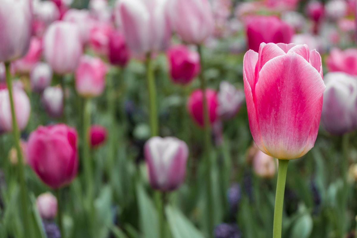 The Embodiment Of Tidy Grace