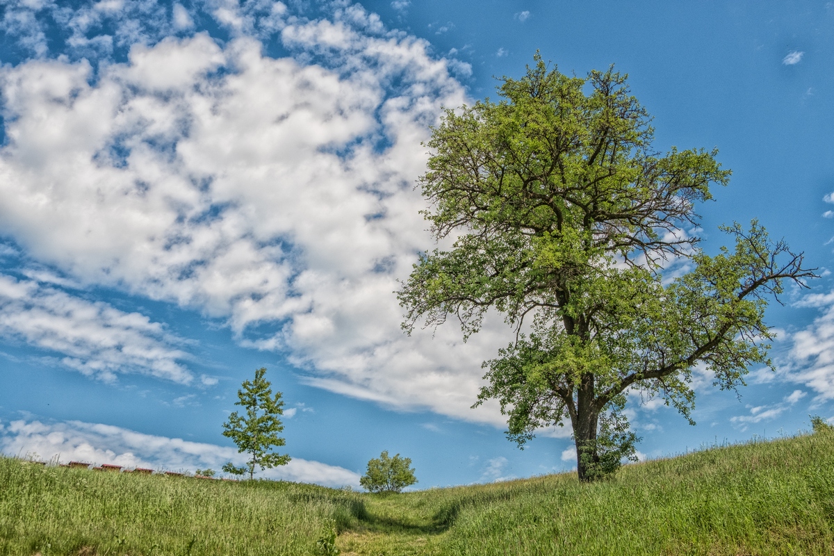 Another Picture Of A Tree