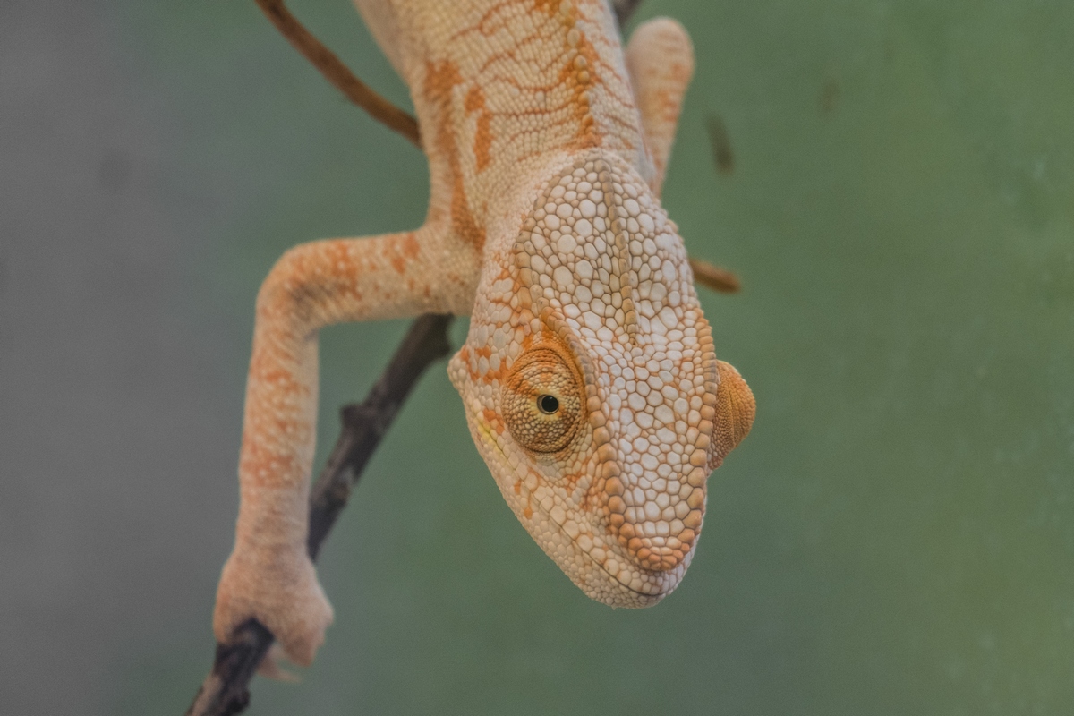 Observations Of A Cameleon