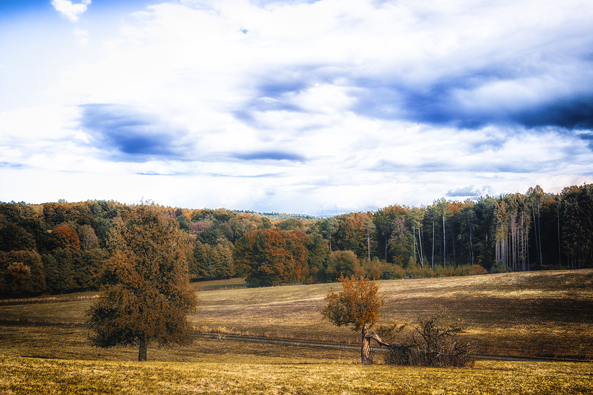 At The Edge Of The Woods
