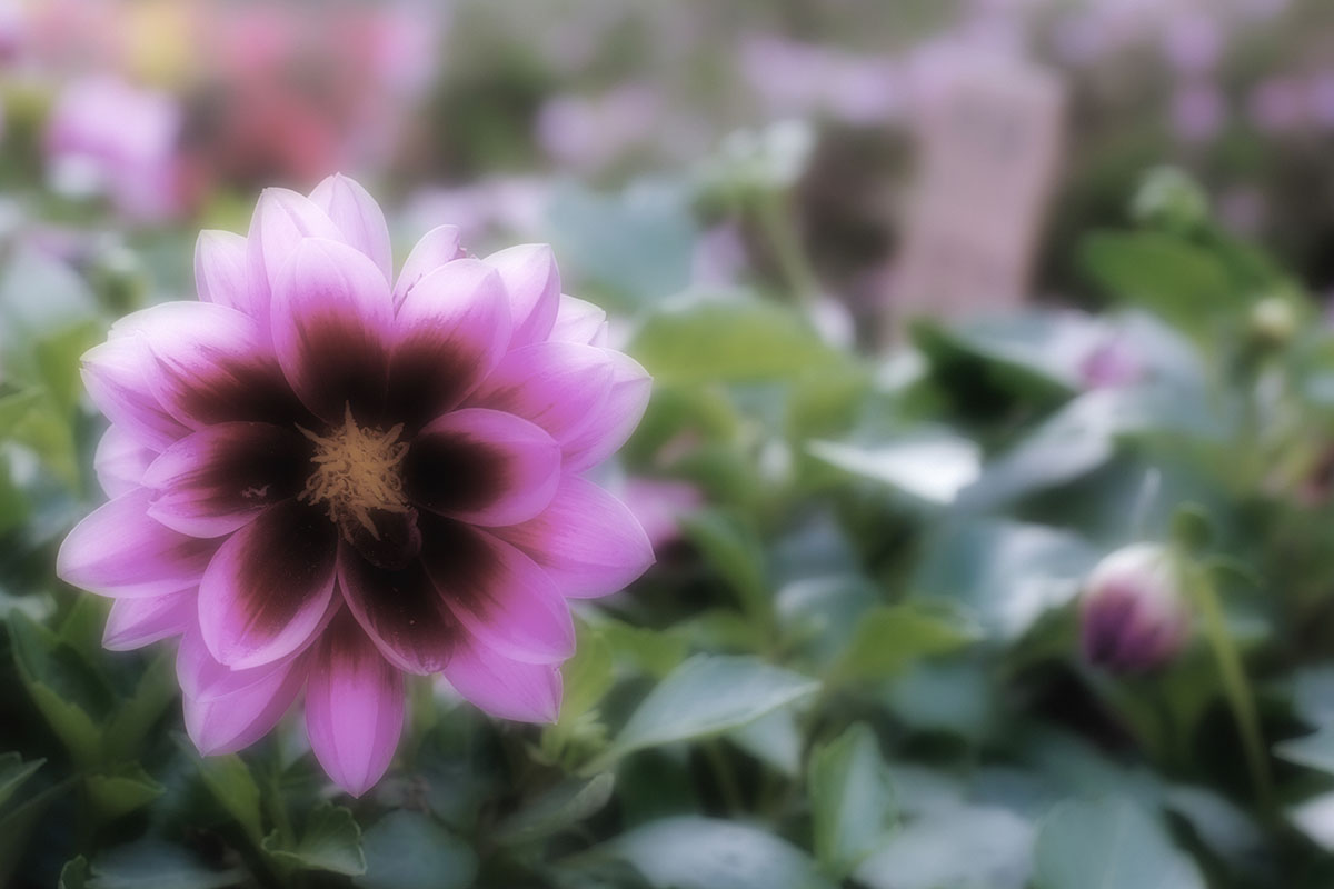 The Softness Of Flowers