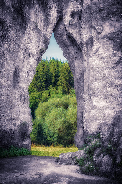 The Forest On The Other Side