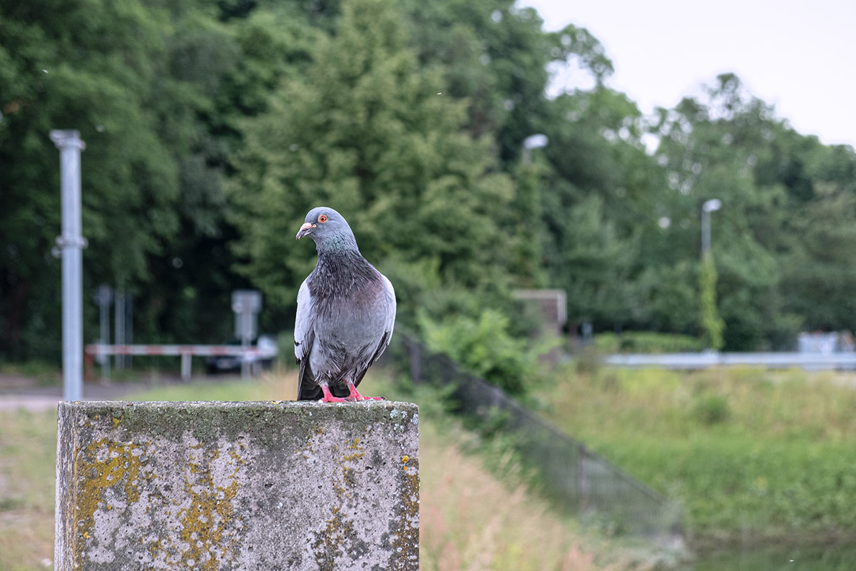 Pigeon On A Block Of Stone 